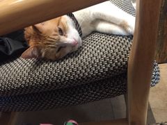 -猫咖时代(中山亭店)