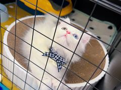 -欣宠猫屋·矮脚拿破仑·蓝金金渐层