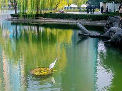 -陆家嘴中心绿地
