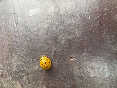 -远山有窑