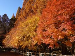 -神户市立六甲山牧场