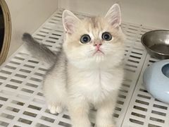 -lincat·猫舍(广州店)