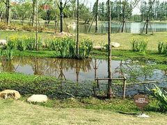 -上海长兴岛郊野公园