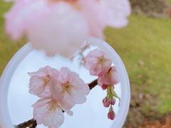 -顾村公园