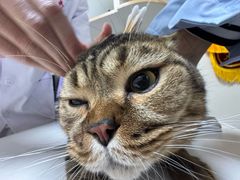 -全心全意连锁动物医院·特色中医诊疗(会城门分院)