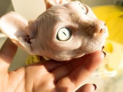 -飞行喵MR PILOT|猫舍·猫咖(静安大融城店)