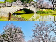 -顾村公园