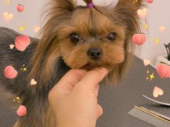 -北京恒爱动物医院(清景园分院)