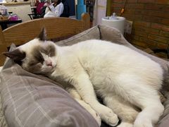 -猫小院猫主题咖啡厅(北锣店)