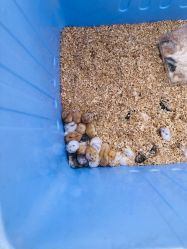 -萌宠亲子动物乐园(槐房万达店)