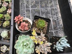 -龙大花卉苗木市场