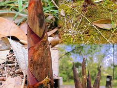 -盘龙城国家考古遗址公园