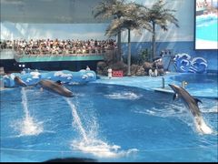 -海合安成都极地海洋公园
