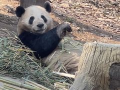 -都江堰中华大熊猫苑