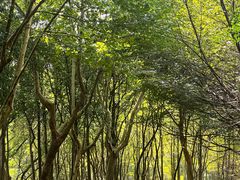 -宜兴龙背山森林公园