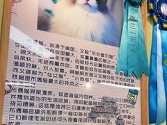 -猫十亿·布偶金渐层·曼基康矮脚猫舍(青年路店)