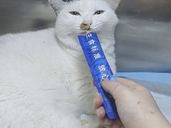 -半岛宠物医院24小时(西派城店)