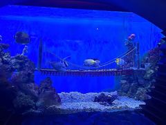 -太平洋海底世界