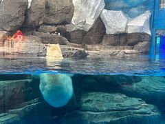 -海合安武汉极地海洋公园