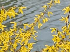 -桃花堤公园