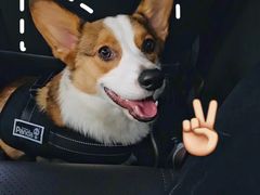 -Pets First伊珊娜洗护·精致美容·家庭式寄养(新会路店)