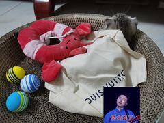 -瑞派宠物医院(搏威敦和院)