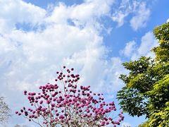-中国科学院西双版纳热带植物园