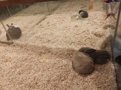 -龟与熊猫宠物公园(南坪店)