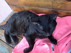 -喵屿·大理花园猫咖