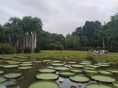 -中国科学院西双版纳热带植物园