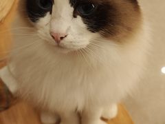 -Catmate·猫肥家润(金润铂宫店)