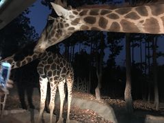 -清迈夜间动物园