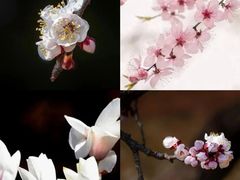 -国家植物园