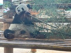 -西霞口神雕山野生动物世界