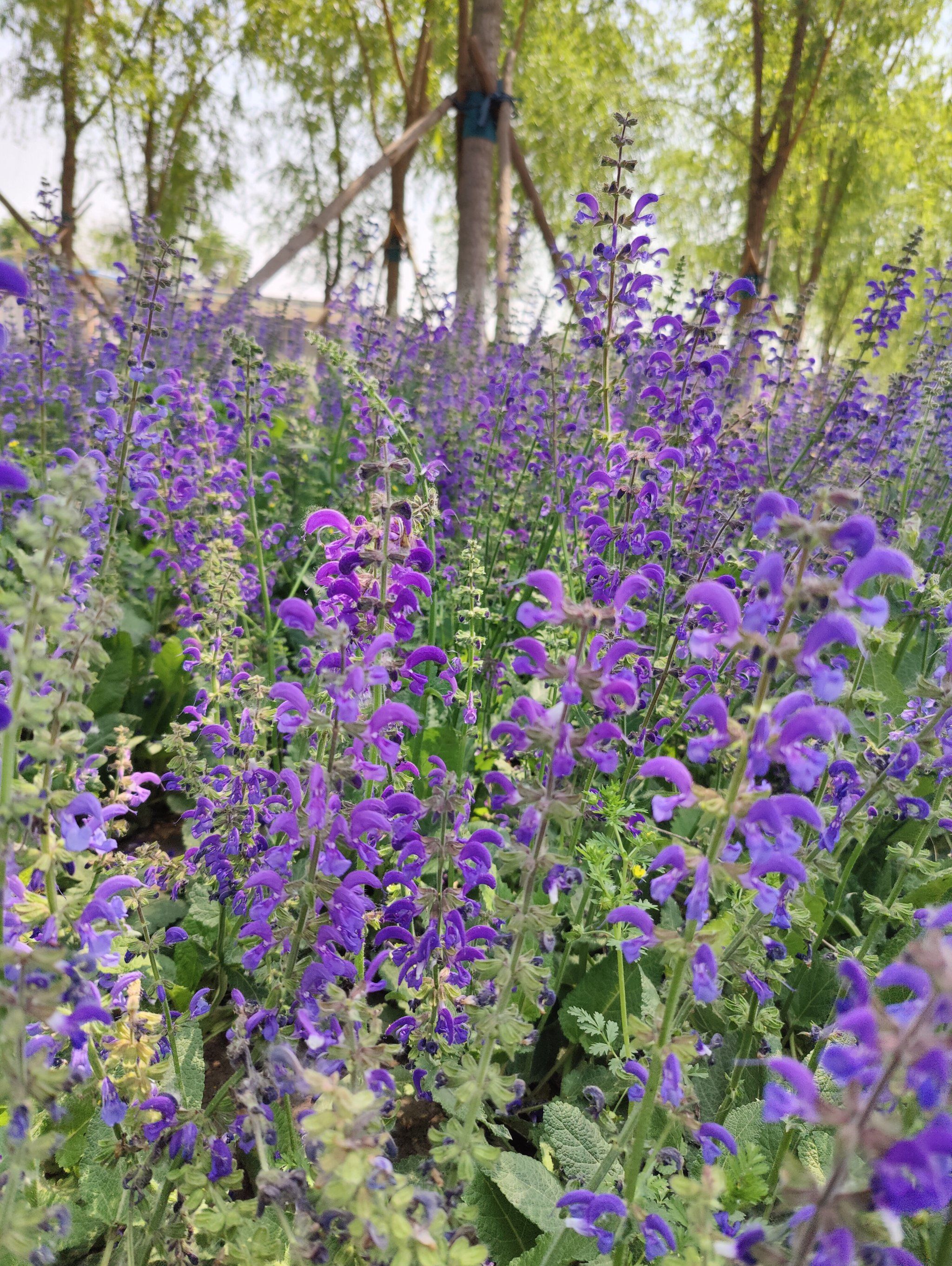 盛开花朵的美景
