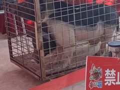 -石家庄市动物园