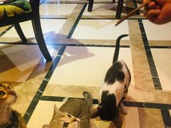 -猫色咖啡·猫咖