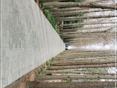 -上海滨江森林公园
