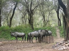 -北京野生动物园