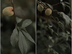 -中国茶叶博物馆(双峰馆区)