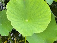 -老东北大铁锅·烧烤·东北菜