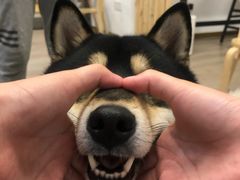 -柴迷FANS CLUB·柴犬狗咖·猫咖
