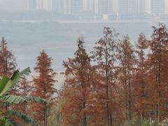 -金海湾滨江公园