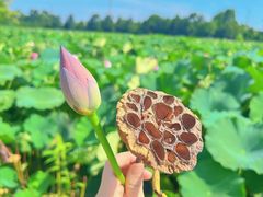 -白鹭湾湿地公园