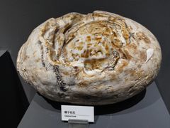 -重庆自然博物馆(新馆)