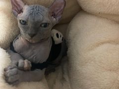 -芭比堂动物医院·犬猫全科·异宠专科(雁塔分院)