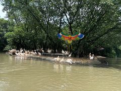 -广州长隆飞鸟乐园