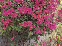 -云溪植物园