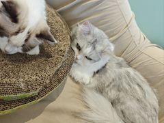 -怪兽屋·羊驼·猫咖·狗咖(俊华广场店)