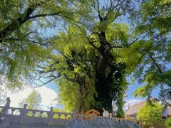 -大槐树寻根祭祖园